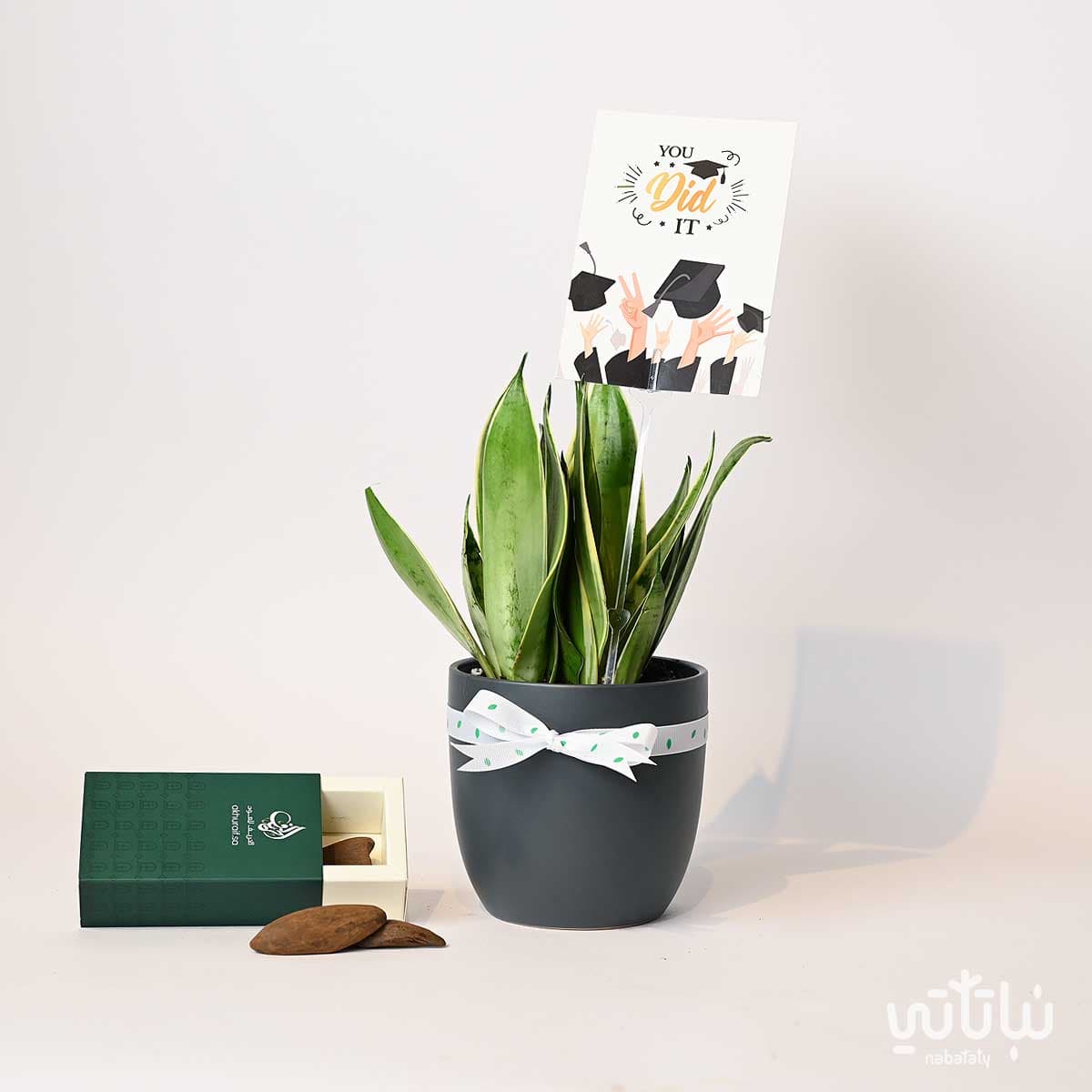 هدية مبروك التخرج نبتة جلد النمر و عود موروكي محسن 1