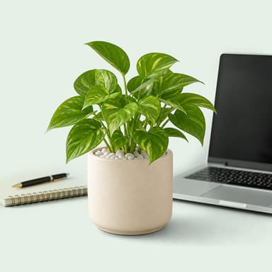 نباتات مكتبية