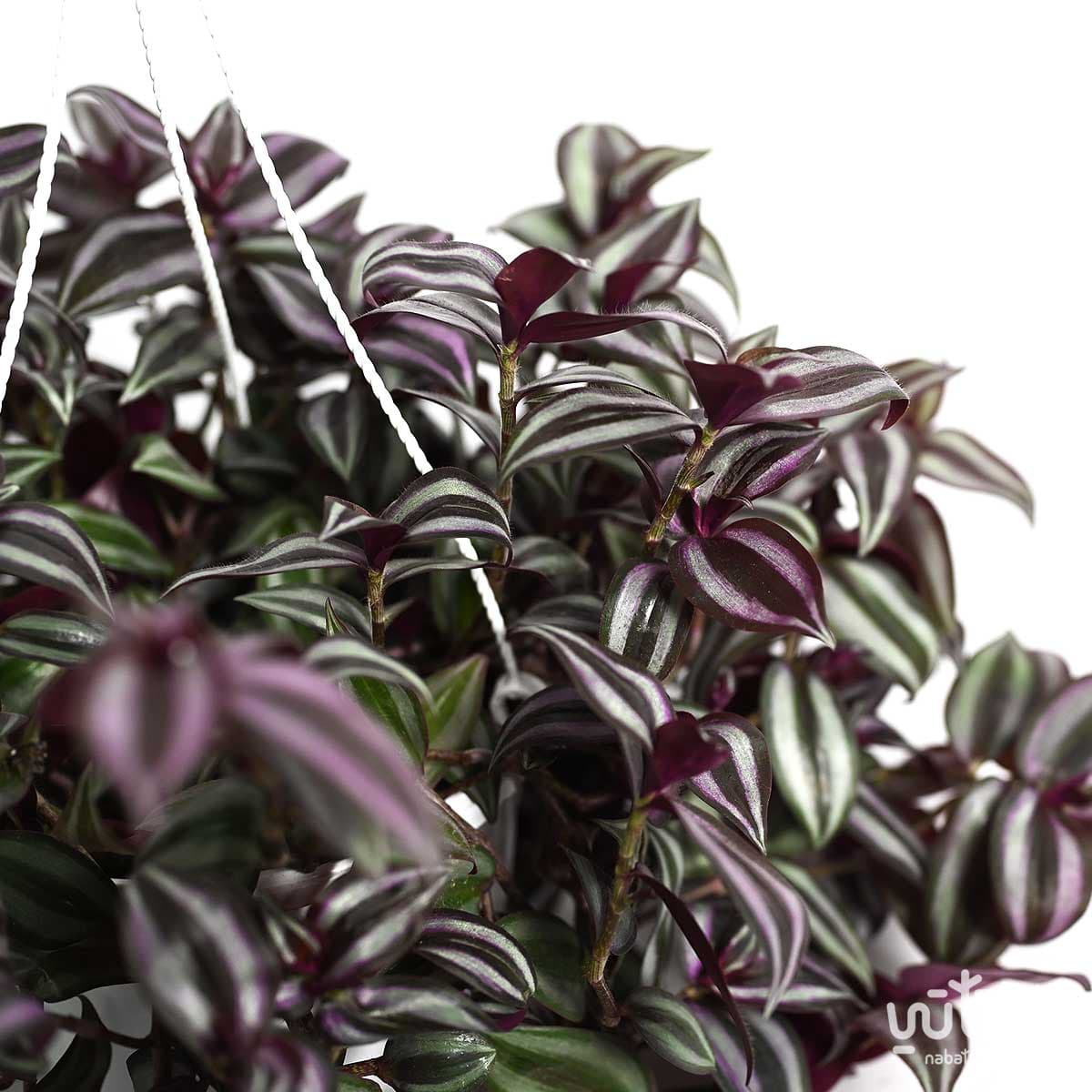 نبتة ترادسكانتيا زبرينا في حوض ري ذاتي ابيض معلق 2