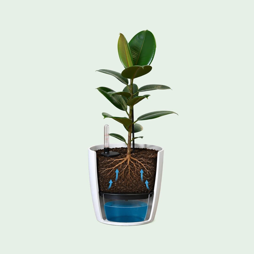 نباتات مجهزة في أحواض ري ذاتي