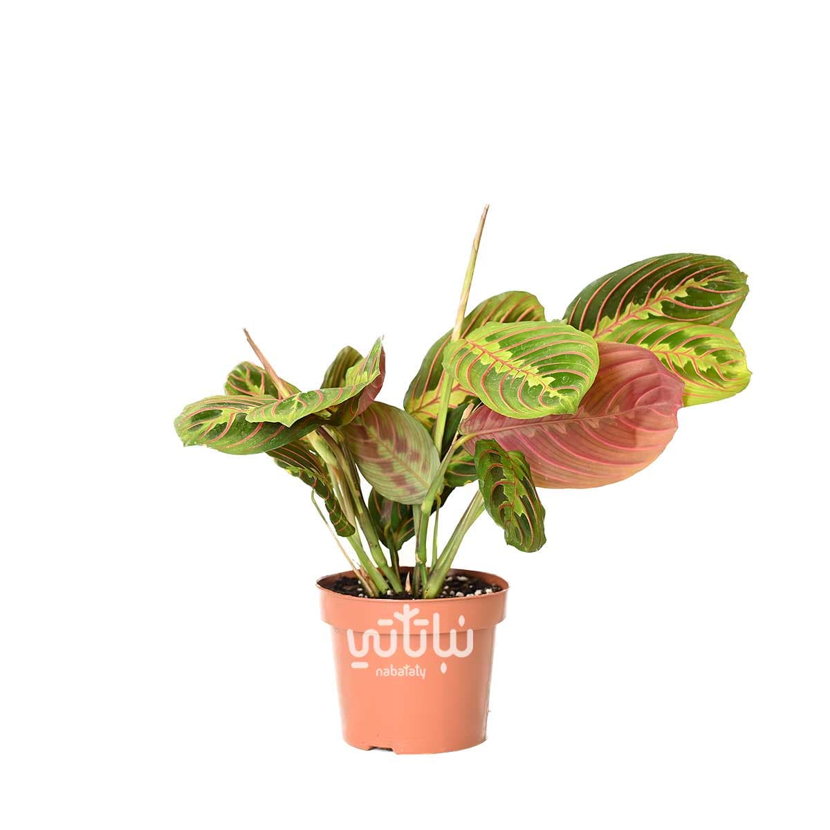 Calathea maranta plant