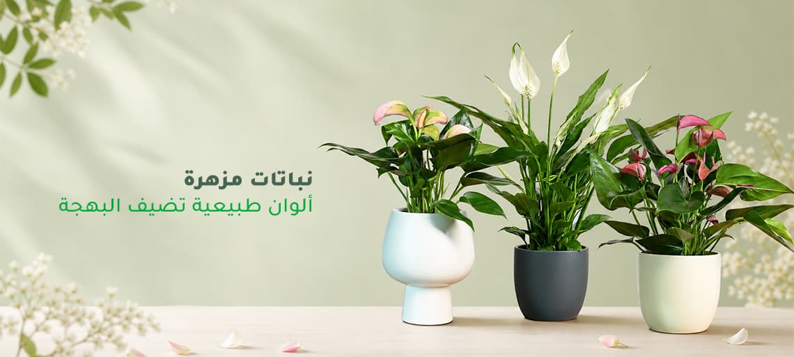 Nabataty Banner