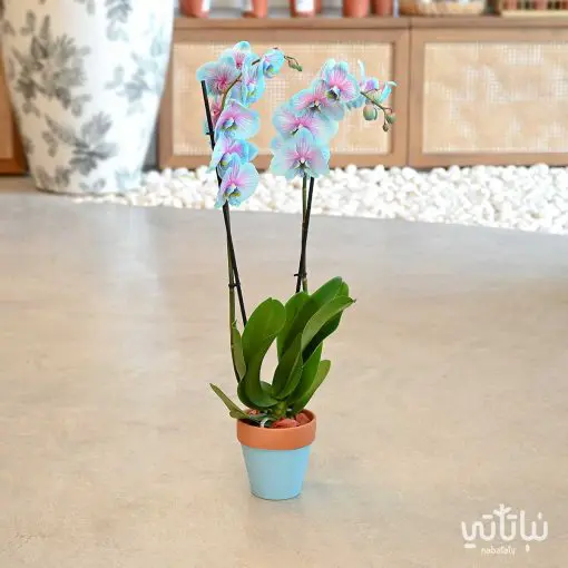 Light Blue Orchid Plant