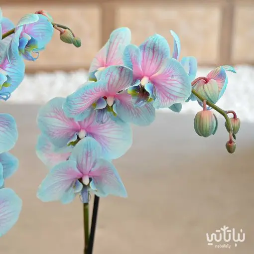 Light Blue Orchid Plant