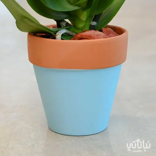 Light Blue Orchid Plant